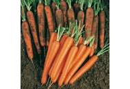 Сопрано F1 - морковь, 100 000 семян, калиброванные, Nickerson Zwaan  фото, цена